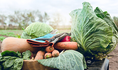 Buy stock photo Vegetable, farming and agriculture during harvest season on an agro farm in the countryside with fresh produce in basket with gardening gloves. Nature, nutrition and ecology in a sustaianble garden