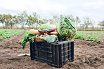 Agriculture, field harvest and container of vegetables, organic food and spring growth isolated on sustainability farm. Countryside dirt soil, eco friendly farming and crate of vegan health produce