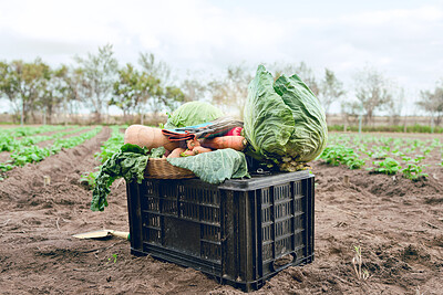 Buy stock photo Agriculture, field harvest and container of vegetables, organic food and spring growth isolated on sustainability farm. Countryside dirt soil, eco friendly farming and crate of vegan health produce