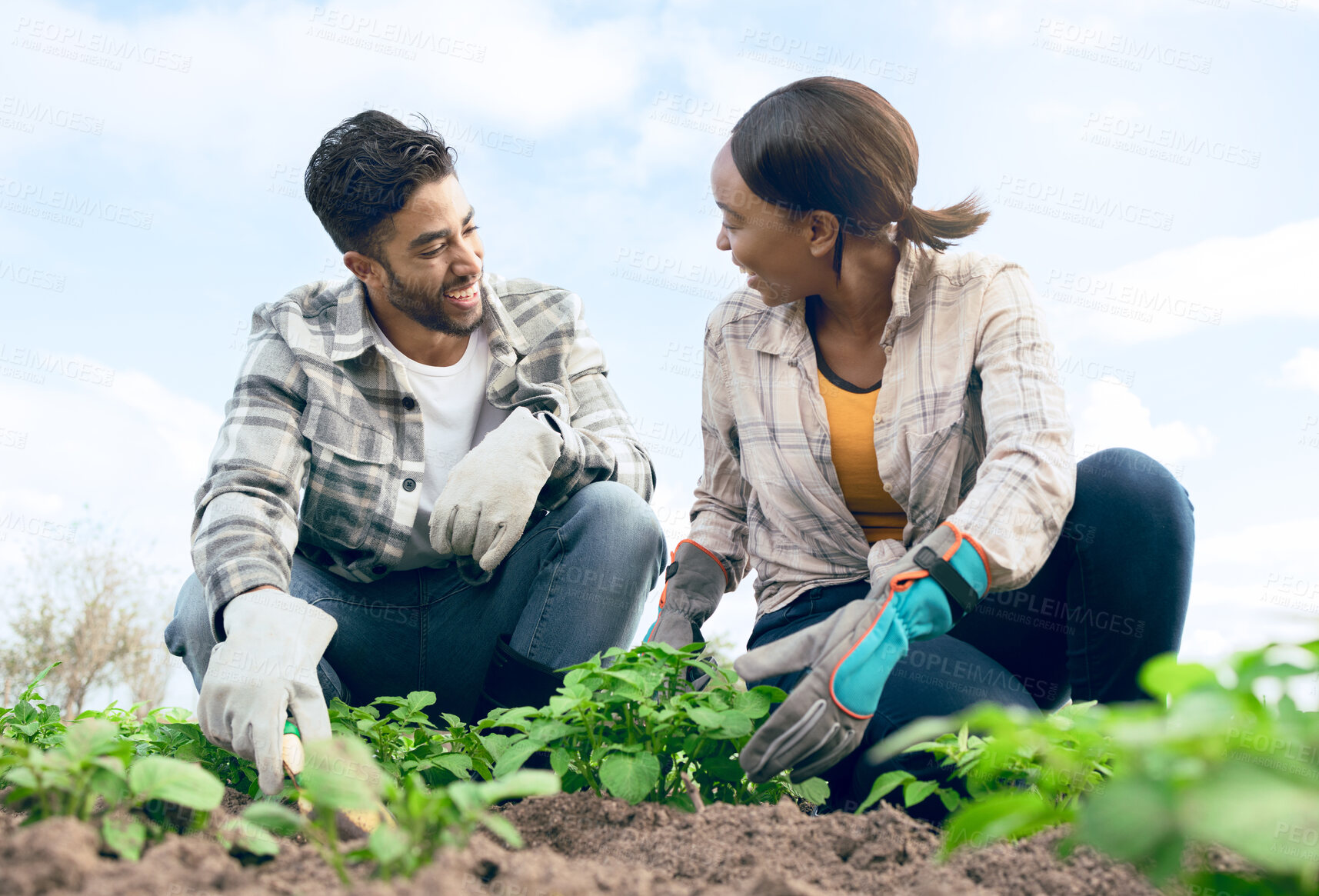Buy stock photo Farming, agriculture and couple doing gardening together with plants in soil for sustainability on an agro farm in the countryside. Teamwork of man and woman farmer during harvest season in a garden