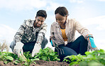 Farmer, plant vegetables and couple on agriculture farm for garden soil innovation, enviroment sustainability and gardening wellness. Farming, eco friendly workers and healthy nutrition or ecology