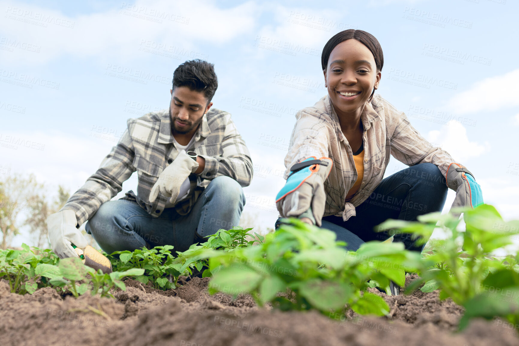 Buy stock photo Farmers, plant vegetables and smile for growth, community garden and green rows. Agriculture, man and woman with saplings, eco friendly and natural life for health, wellness and happy with produce.