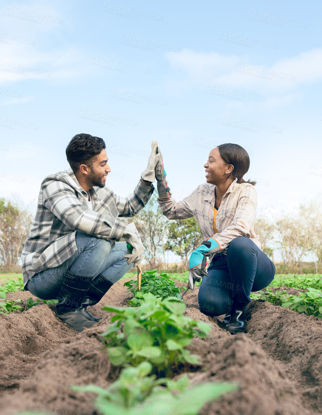 Buy stock photo Farming, agriculture and farmer high five after planting crops, seeds and plants in soil together. Sustainability, teamwork and man and woman growing vegetables, harvest and organic produce on farm