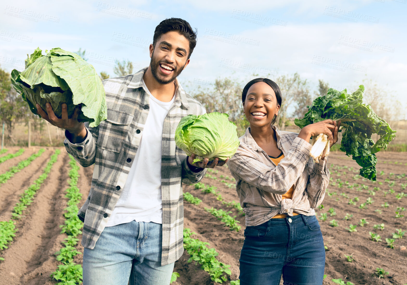 Buy stock photo Farming, harvest and interracial couple with vegetables from their sustainable, agro and agriculture farm. Sustainability, small business and portrait of man and woman with growth from food on field