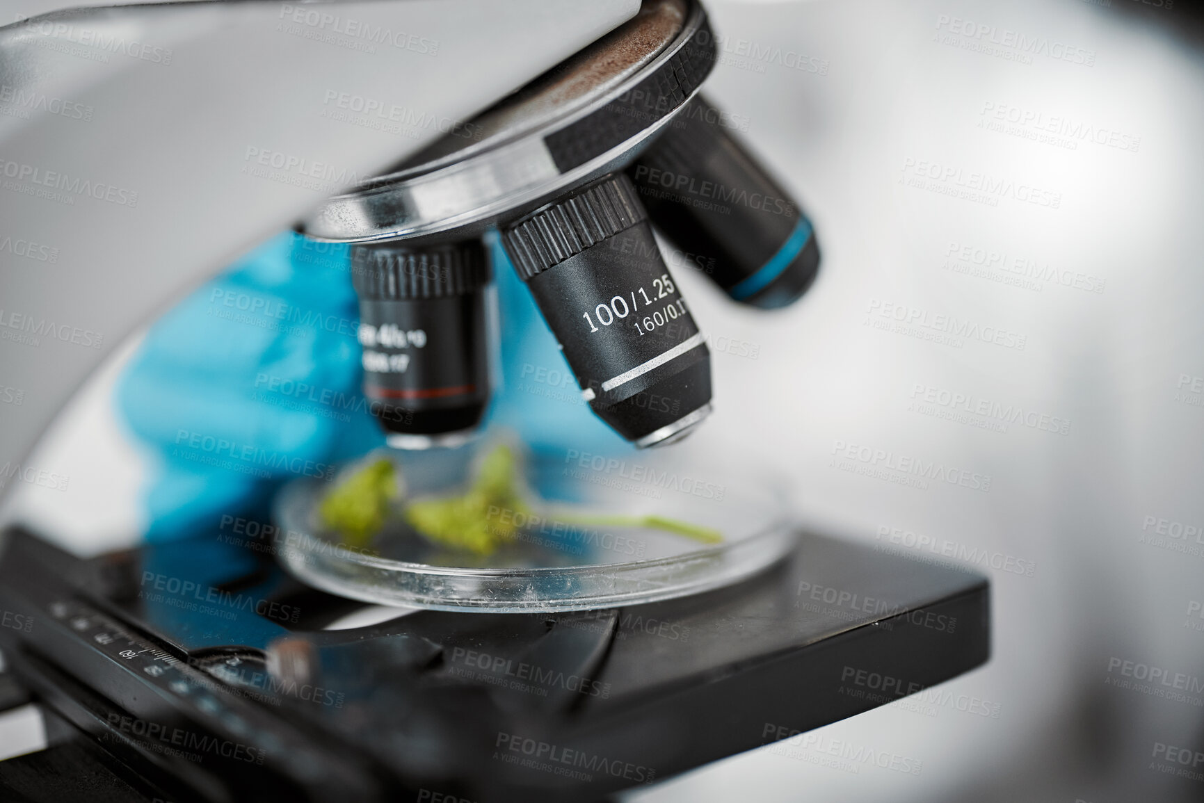 Buy stock photo Plant science, microscope and laboratory for research, analysis and floral gmo experiment. Agriculture, ecology sustainability or growth of leafs or plants on petri dish for botany with lab equipment