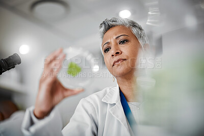 Buy stock photo Laboratory scientist, petri dish or leaf sample in medical research. gmo food engineering or nature sustainability test. Thinking, woman or glass plants science in container with innovation or ideas