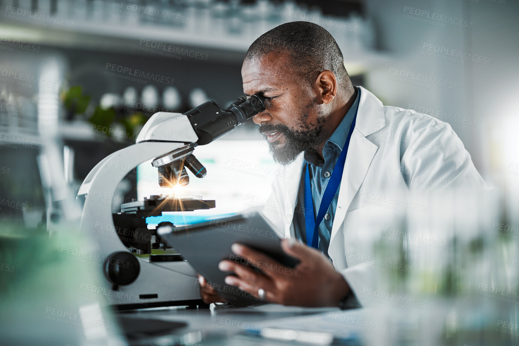Buy stock photo Black man scientist, microscope and plants in lab analysis, biodiversity study and vision for growth with tablet ux. Agriculture science, studying microbiome and laboratory research for future goal