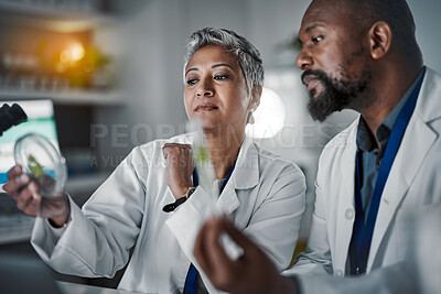 Buy stock photo Science team, woman and plants in petri dish for black man, analysis or lab research for future food security. Mature scientist expert, group or focus on laboratory study for agriculture innovation