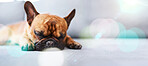 Lazy, cute and sleeping dog relax, tired and lying down in home, house or apartment floor with mockup space. Animal, pet or canine is calm and resting on cozy carpet dreaming with lens flare