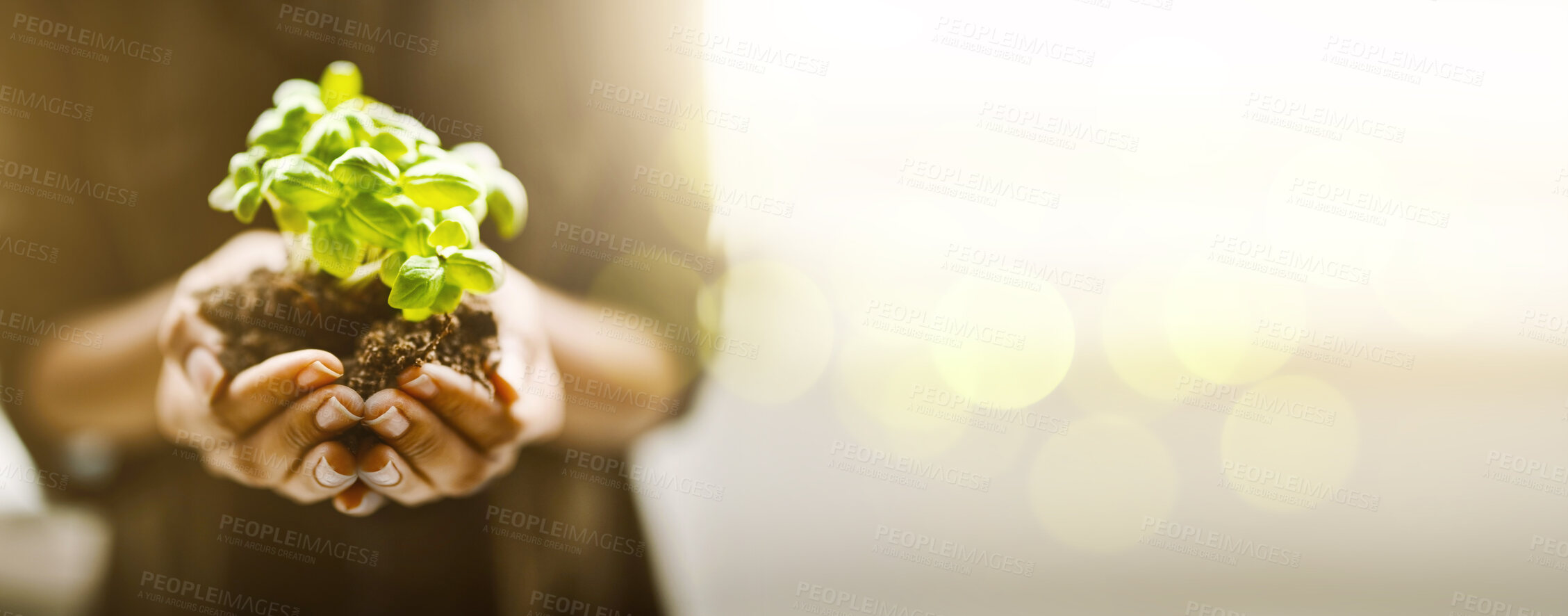 Buy stock photo Plant in hands or palm for earth day, sustainability and gardening mockup in nature, agriculture and farming hope. Eco friendly, growth and person hand holding soil and leaves for green project