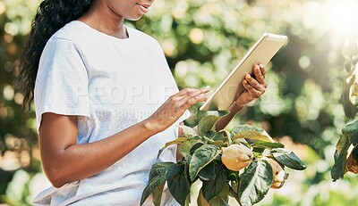 Buy stock photo Black woman, hands and tablet of farmer in agriculture research, eco friendly or sustainability at farm. Hand of African American female with touchscreen for monitoring growth or sustainable farming