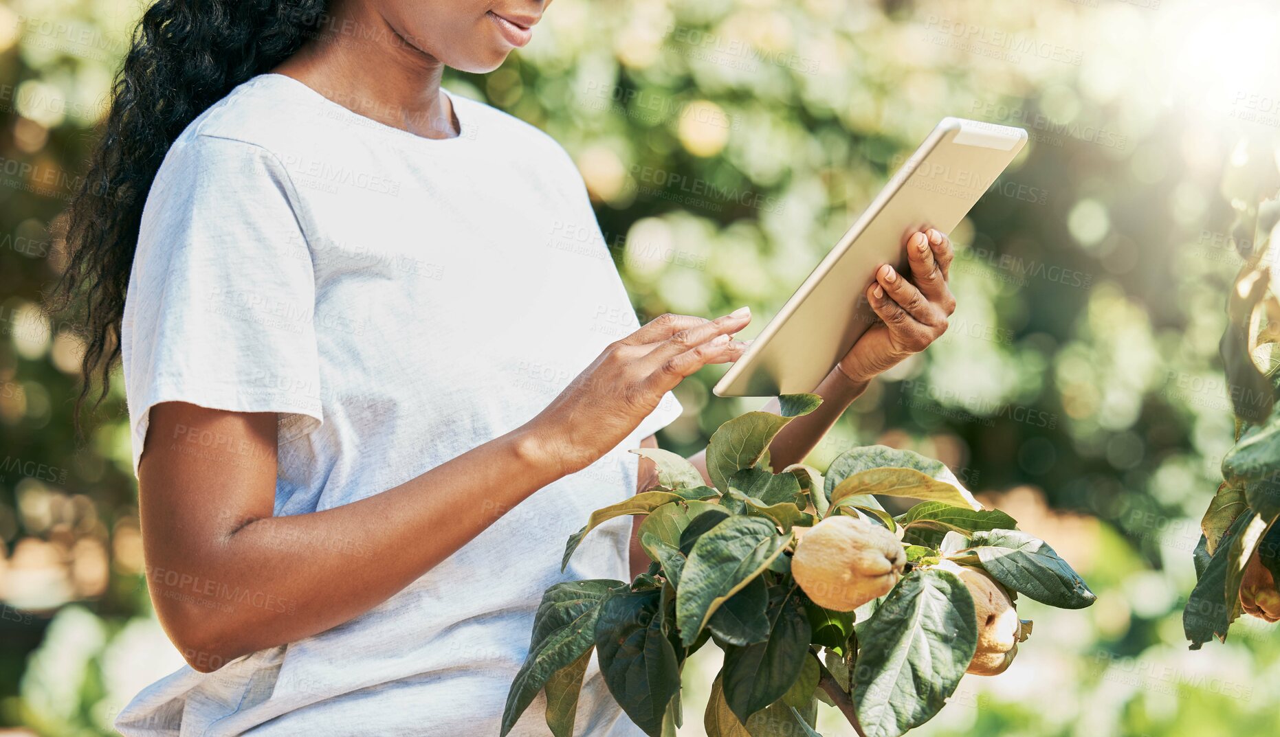 Buy stock photo Black woman, hands and tablet of farmer in agriculture research, eco friendly or sustainability at farm. Hand of African American female with touchscreen for monitoring growth or sustainable farming