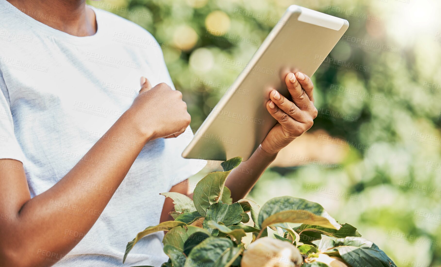 Buy stock photo Black woman, hands and tablet in agriculture research for  eco friendly or sustainability at farm. Hand of African American female holding touchscreen for growth or sustainable countryside farming