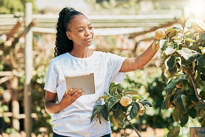 Buy stock photo Black woman, farmer and tablet for agriculture growth, eco friendly or sustainability at farm. African American female holding touchscreen and organic fruit for sustainable farming in the countryside