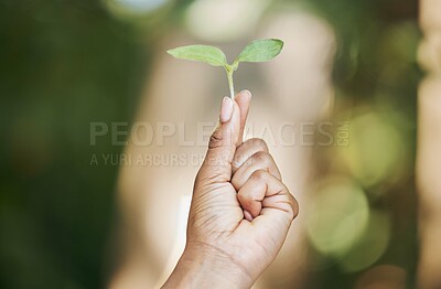 Buy stock photo Black woman, hands or holding leaf sapling in agriculture, sustainability care or future growth planning in climate change hope. Zoom, farmer or green seedling plants in environment or nature garden