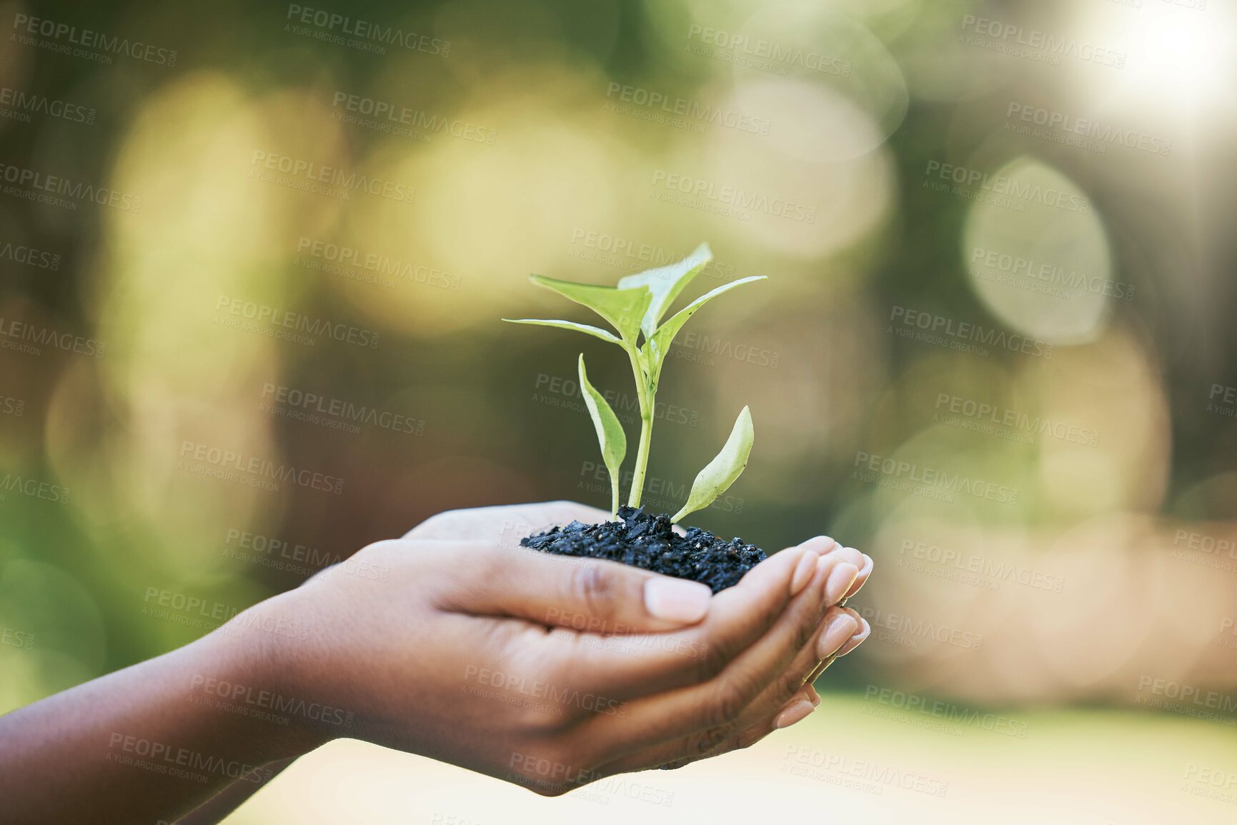 Buy stock photo Plant, growth and hands for earth day, sustainability and gardening in nature, agriculture and farming with hope. Green, eco friendly and sustainable person hand holding small tree for development