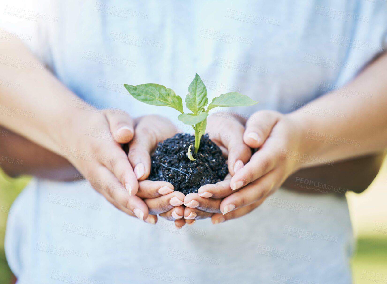 Buy stock photo Women, hands or sapling in soil agriculture, sustainability care or future growth planning in climate change support. Zoom, farmers or protection of green leaf plants in environment, nature or garden