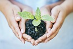 Women, hands or seedling in soil agriculture, sustainability care or future growth trust in climate change support. Zoom, farmers or protection of green leaf saplings in environment, nature or garden