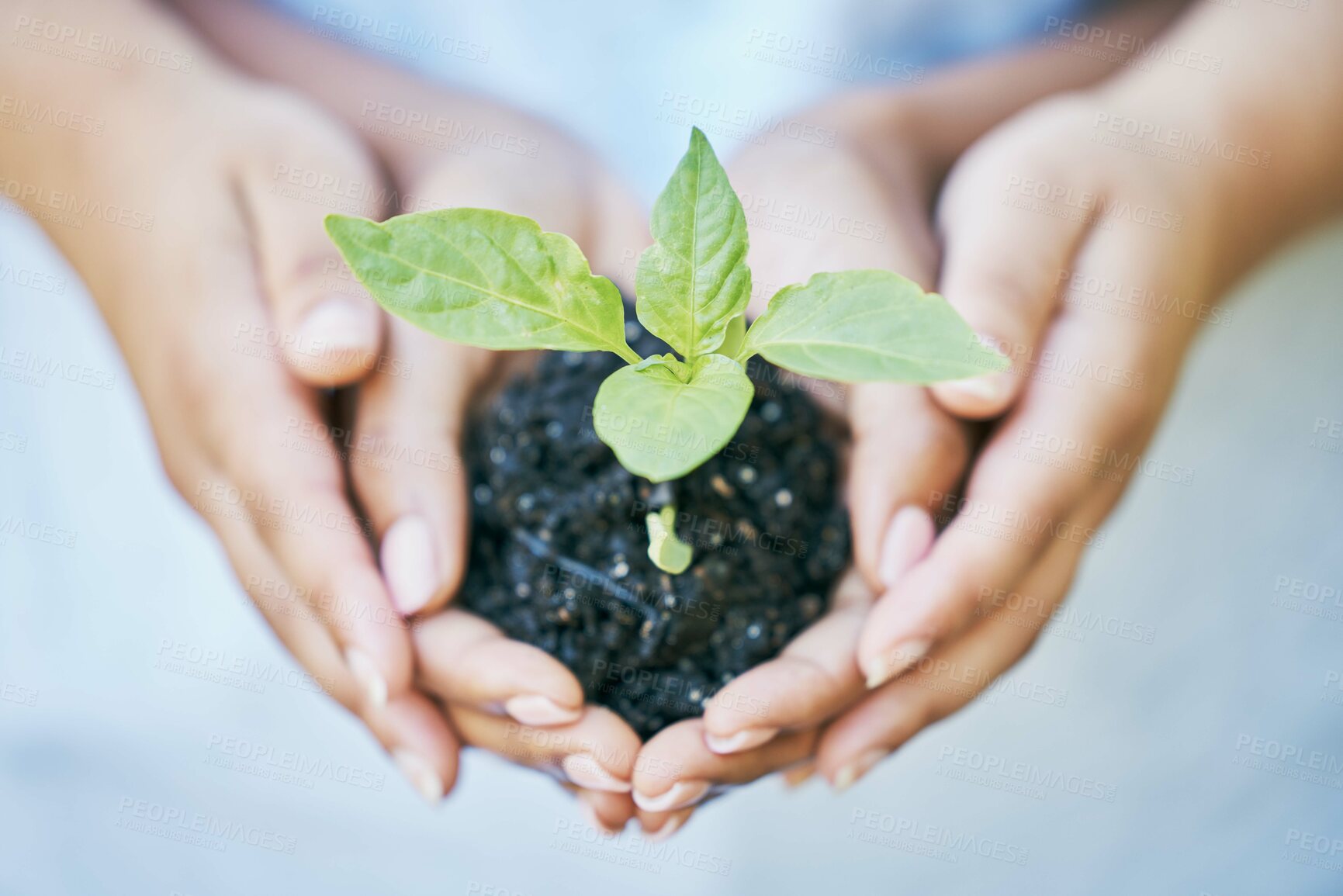 Buy stock photo Women, hands or seedling in soil agriculture, sustainability care or future growth trust in climate change support. Zoom, farmers or protection of green leaf saplings in environment, nature or garden