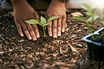 Farmer, hands or planting sapling in soil agriculture, sustainability help or future growth planning in climate change hope. Zoom, black woman or green leaf seedling in environment or nature garden
