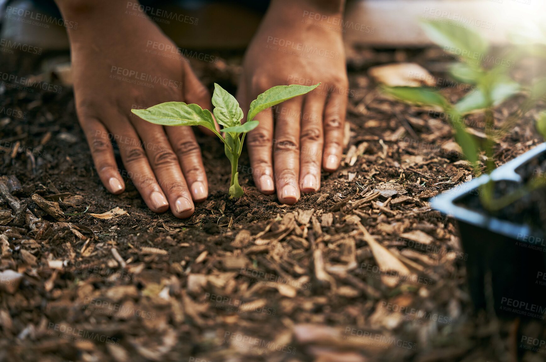 Buy stock photo Farmer, hands or planting sapling in soil agriculture, sustainability help or future growth planning in climate change hope. Zoom, black woman or green leaf seedling in environment or nature garden