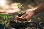 Black woman, hands or planting in soil agriculture, sustainability care or future growth planning in climate change support. Zoom, farmer or green leaf plants in environment, nature or sapling garden