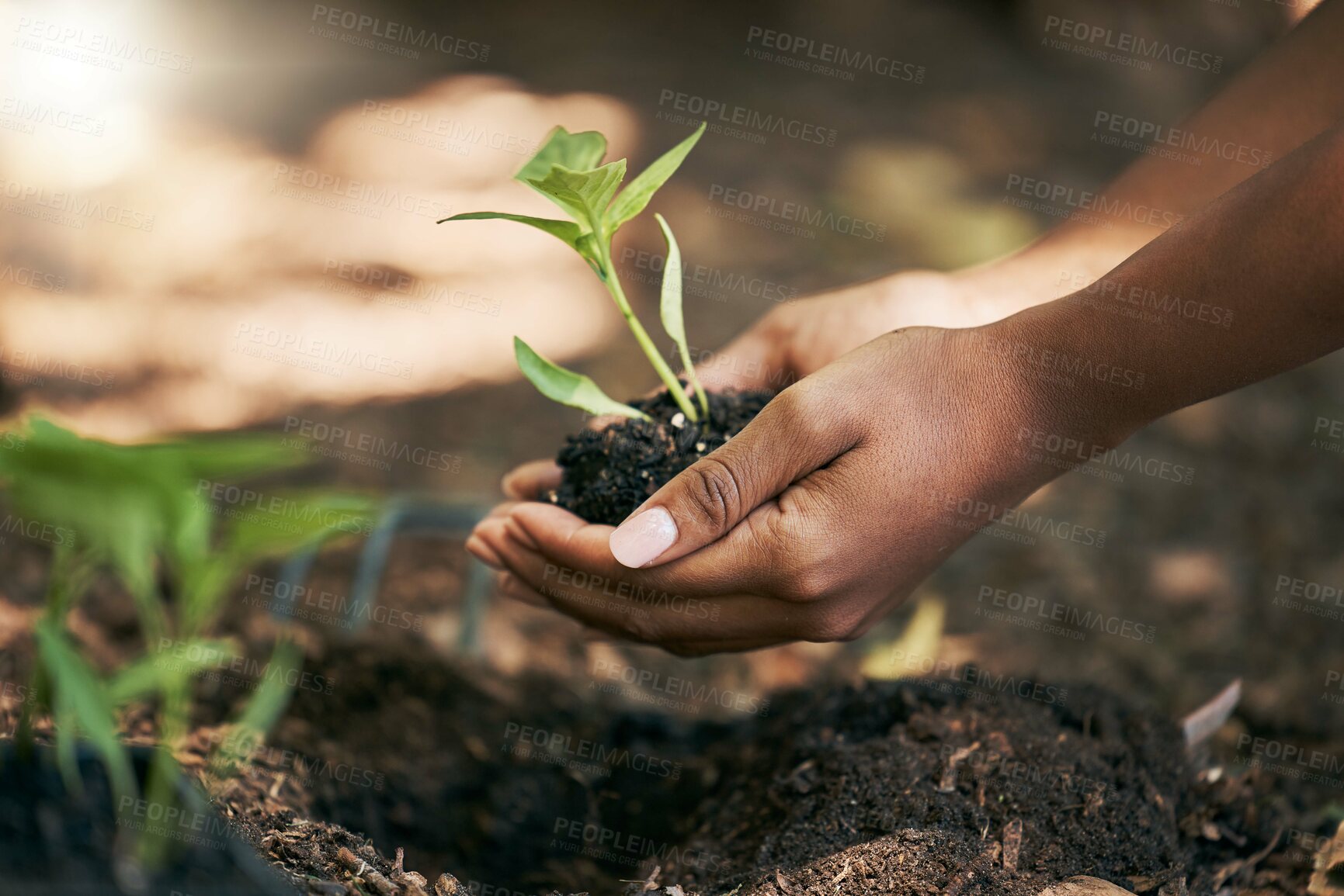 Buy stock photo Black woman, hands or planting in soil agriculture, sustainability care or future growth planning in climate change support. Zoom, farmer or green leaf plants in environment, nature or sapling garden