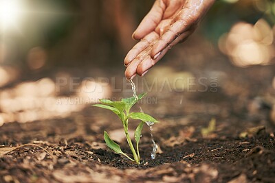 Buy stock photo Farmer, hands or watering sapling in soil agriculture, sustainability help or future growth planning in climate change hope. Zoom, woman or wet leaf seedling in planting environment or nature garden