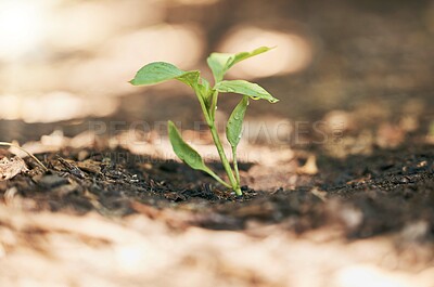 Buy stock photo Sapling, growth or water drop in soil agriculture, sustainability help or future plants in climate change hope. Zoom, wet or leaf seedling in planting environment, nature garden or farming agro land