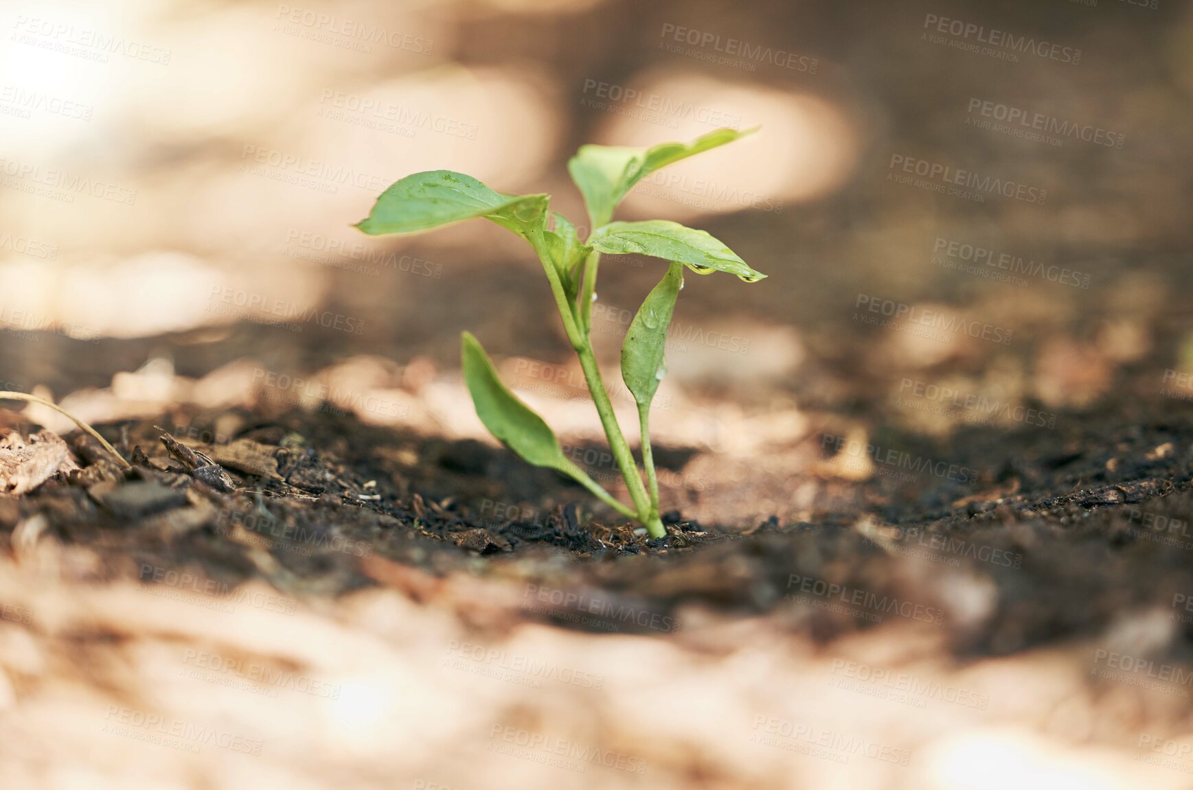 Buy stock photo Sapling, growth or water drop in soil agriculture, sustainability help or future plants in climate change hope. Zoom, wet or leaf seedling in planting environment, nature garden or farming agro land