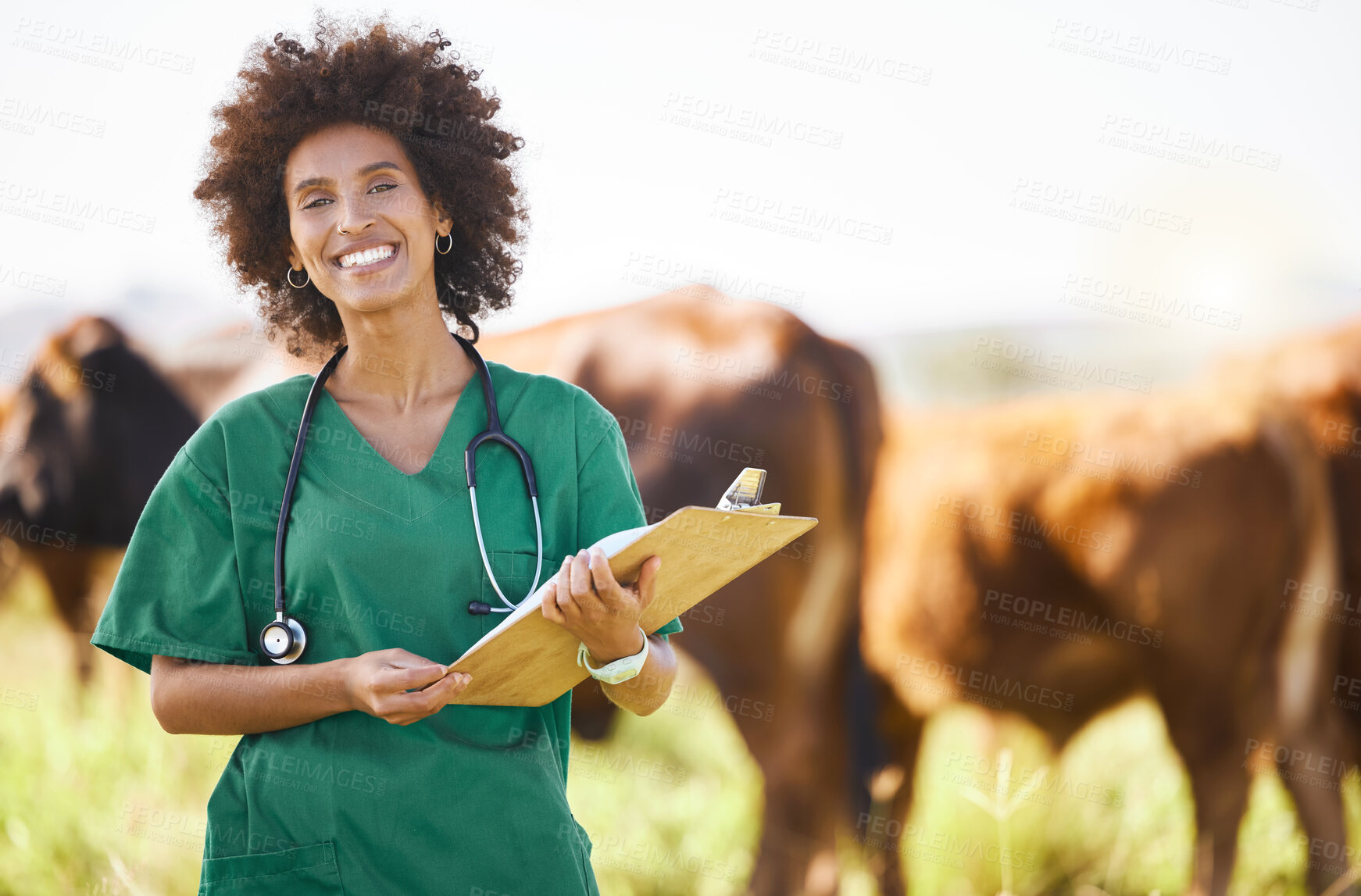 Buy stock photo Vet doctor or black woman with cattle farming, agriculture or food industry for healthcare check, inspection and portrait. Professional african person or animal expert with cow paperwork or checklist