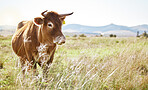 Cow, farm and mockup with a cattle eating in a field for agriculture or sustainability in nature. Animal, bull and dairy or beef farming with a bovine mammal grazing on natural growth outdoor