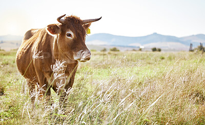 Buy stock photo Cow, farm and mockup with a cattle eating in a field for agriculture or sustainability in nature. Animal, bull and dairy or beef farming with a bovine mammal grazing on natural growth outdoor