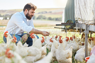 Buy stock photo Man on farm, feed chicken and agriculture with poultry livestock and sustainability with organic agro business. Farmer in countryside, animal health with environment and farming process outdoor