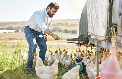 Buy stock photo Farmer feed chicken, agriculture and man outdoor, poultry and healthy livestock, diet and free range agro business. Sustainability, farming and nature, environment and animal nutrition in countryside