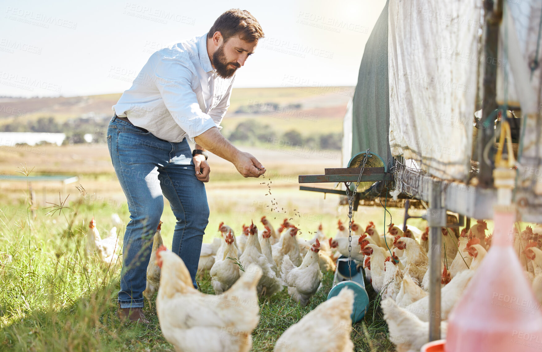 Buy stock photo Farmer feed chicken, agriculture and man outdoor, poultry and healthy livestock, diet and free range agro business. Sustainability, farming and nature, environment and animal nutrition in countryside