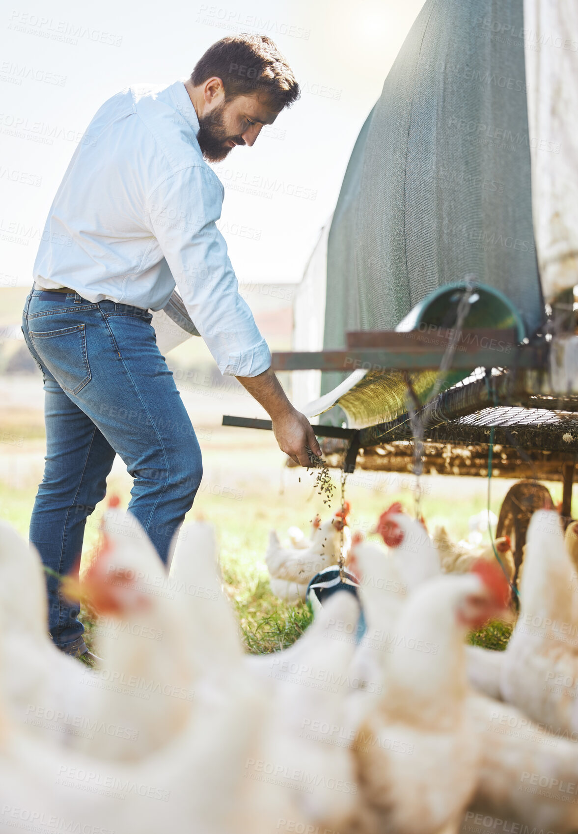 Buy stock photo Farmer feed chicken, farming and man outdoor, poultry and healthy livestock, diet and free range agro business. Sustainability, agriculture and nature, environment and animal nutrition in countryside