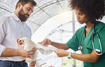 Farming, exam and vet hands on a chicken for protection from virus, disease and illness on a farm. Analysis, medical and animal with a black woman doctor for a health test for agriculture