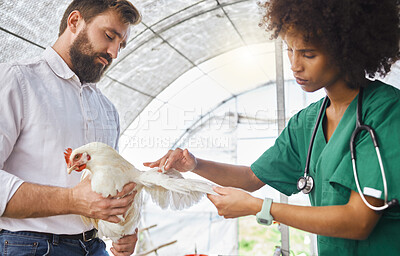 Farming, exam and vet hands on a chicken for protection from virus, disease and illness on a farm. Analysis, medical and animal with a black woman doctor for a health test for agriculture