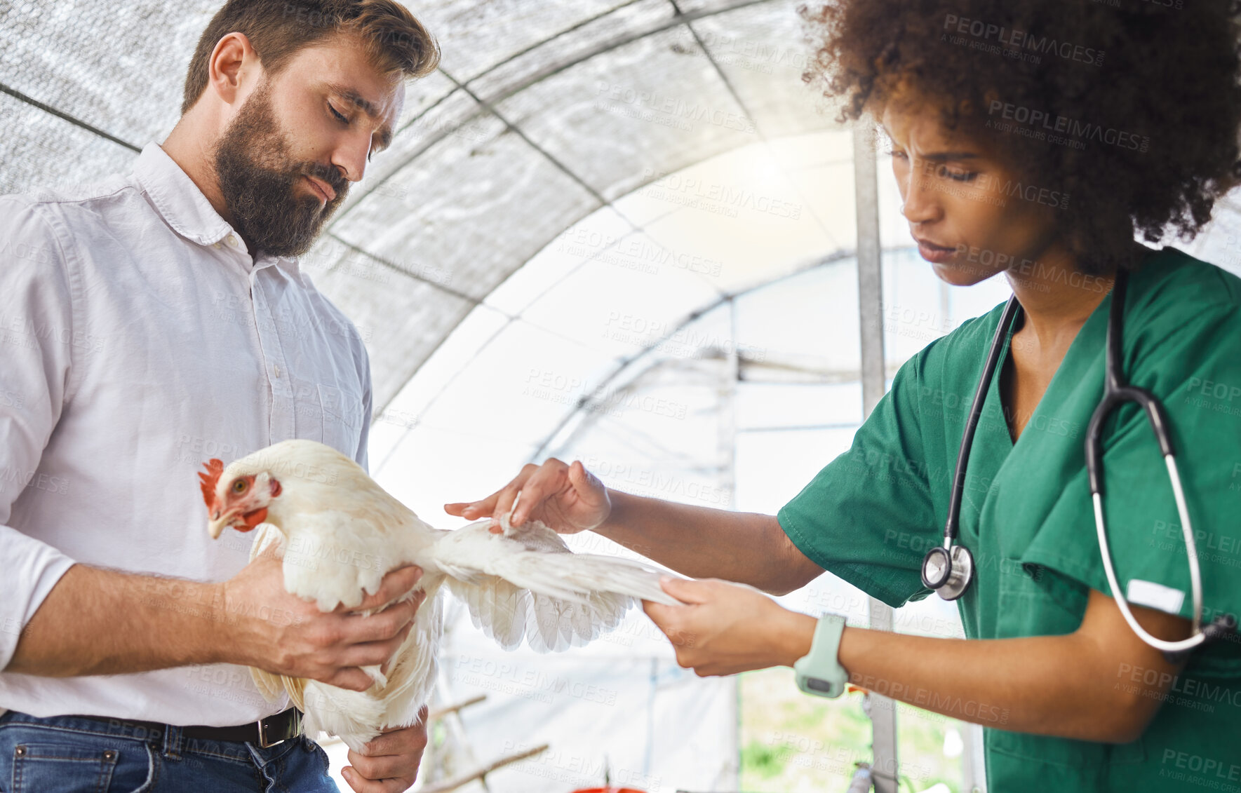 Buy stock photo Farming, exam and vet hands on a chicken for protection from virus, disease and illness on a farm. Analysis, medical and animal with a doctor for a health test for agriculture and healthy growth