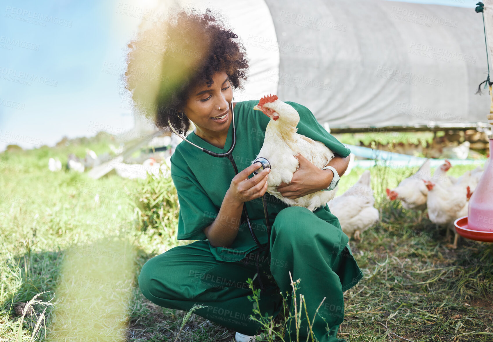 Buy stock photo Agriculture, veterinary and black woman with stethoscope and chicken for health check, wellness and inspection. Poultry farming, healthcare and nurse with tool for medical care, vet consult and study