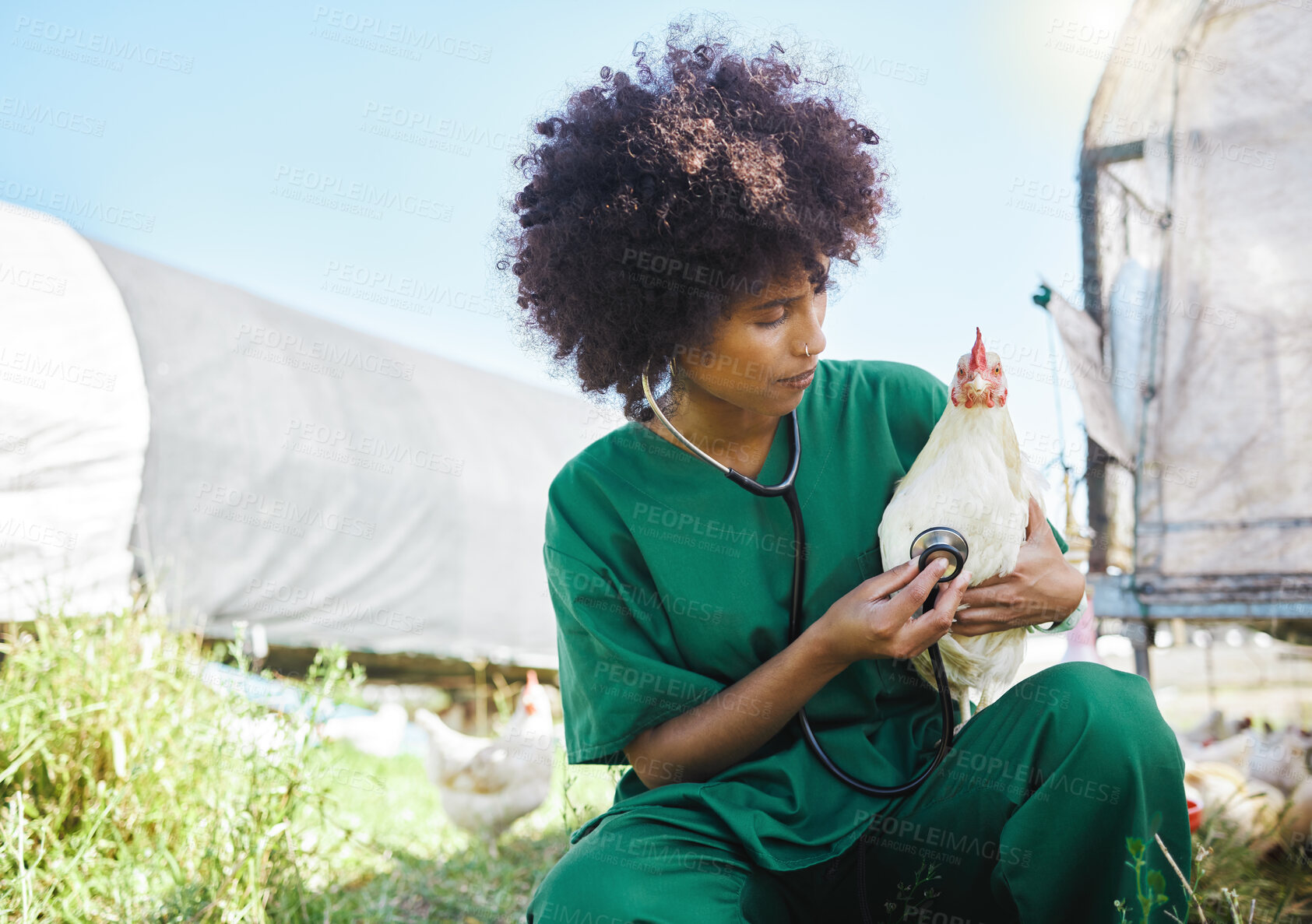 Buy stock photo Veterinary, farm and black woman with stethoscope and chicken for inspection, wellness and exam. Poultry farming, agriculture and nurse with tool for animal healthcare, analysis and medical care