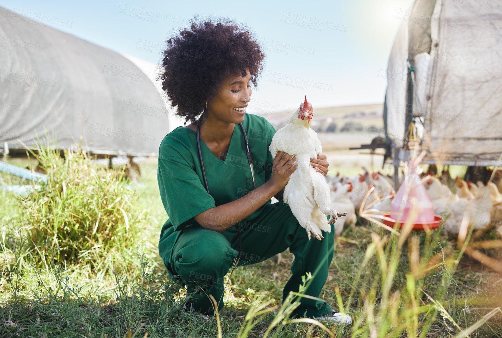 Buy stock photo Veterinary, agriculture and black woman with chicken on farm for health inspection, wellness and vitality exam. Poultry farming, animal healthcare and happy nurse with hen for medical care research