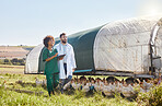 Tablet, agriculture or healthcare with a vet and nurse on a poultry farm for sustainability or treatment. Research, medical or insurance with a man and woman veterinarian team working with chickens