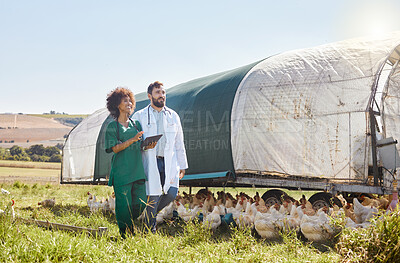 Buy stock photo Tablet, agriculture or healthcare with a vet and nurse on a poultry farm for sustainability or treatment. Research, medical or insurance with a man and woman veterinarian team working with chickens