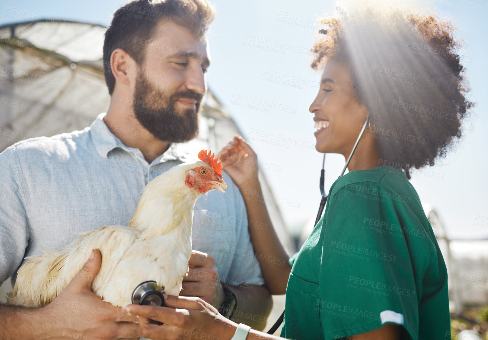 Buy stock photo Veterinary, farm and doctor and nurse with chicken for health check, wellness and inspection. Poultry farming, animal healthcare and vet team with stethoscope for medical care, analysis and exam