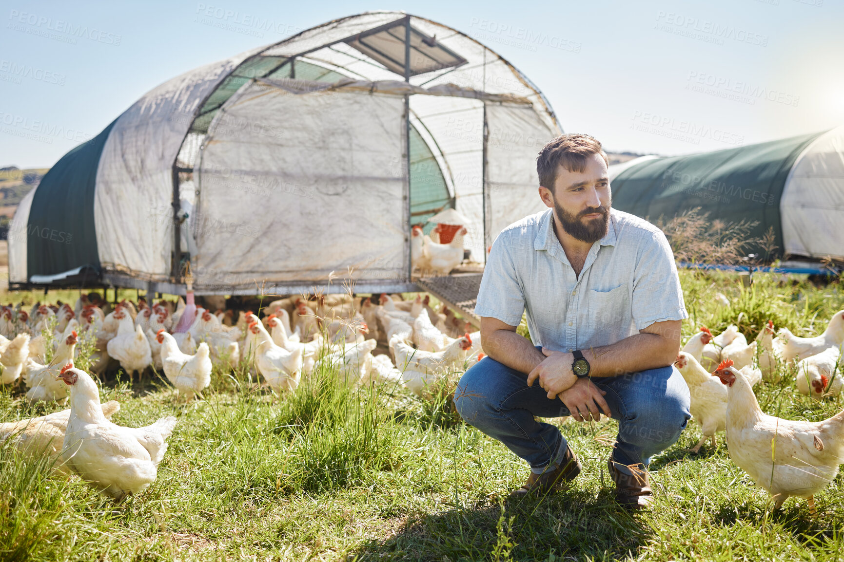 Buy stock photo Man on farm, chicken and agriculture, thinking about livestock agro business and sustainability, organic poultry outdoor. Vision, farmer and mindfulness, animal farming and look at countryside view