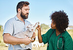 Farm, vet and woman checking a sheep in a livestock field in the sustainable countryside. Agriculture, sustainability and female veterinary doctor doing a consultation or checkup on a animal lamb.