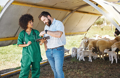 Buy stock photo Vet, tablet and farmer or people with sheep medical data, results or online review for healthcare inspection. 5g tech, farming and agriculture animals with black woman nurse and small business owner