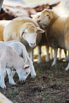 Sheep, farm animals and no people on a countryside field for agriculture business on grass. Sustainability, ecology and livestock production of animal group in nature on the ground soil for farming